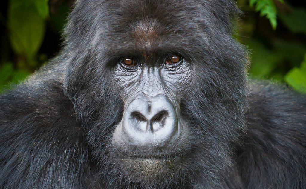 After we zoomed in on the face of this silverback gorilla, we were amazed at his beauty – Volcanoes National Park