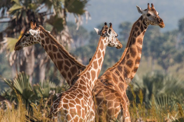 Uganda Safari Tours - We were at Murchison when we spotted these three giraffes