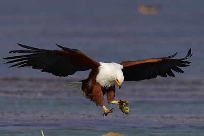 African Fish Eagle - Queen Elizabeth National Park