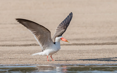 African Skimmer - Queen Elizabeth National Park