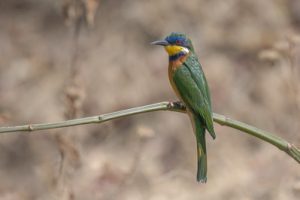 Blue-breasted Bee-eater - Budongo Forest