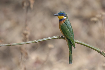 Blue-breasted Bee-eater - Budongo Forest
