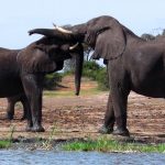 2 Bull Elephants Queen Elizabeth National Park - Kazinga Channel