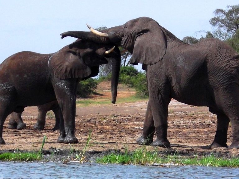2 Bull Elephants Queen Elizabeth National Park - Kazinga Channel
