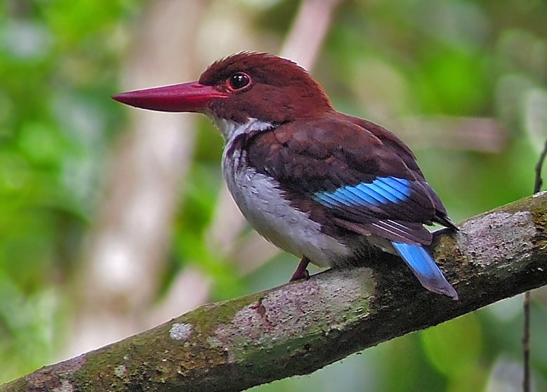 Chocolate-backed Kingfisher in Budongo Forest