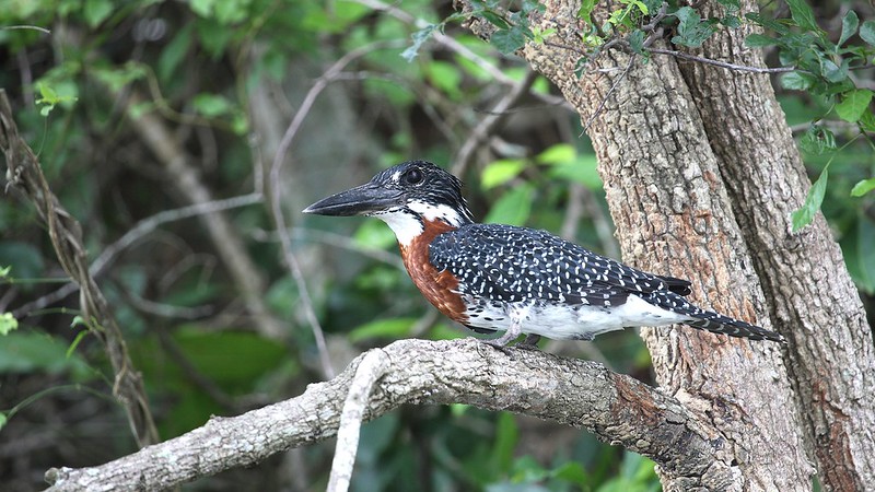 Giant Kingfisher uganda - One of birds to spot when you come to Uganda