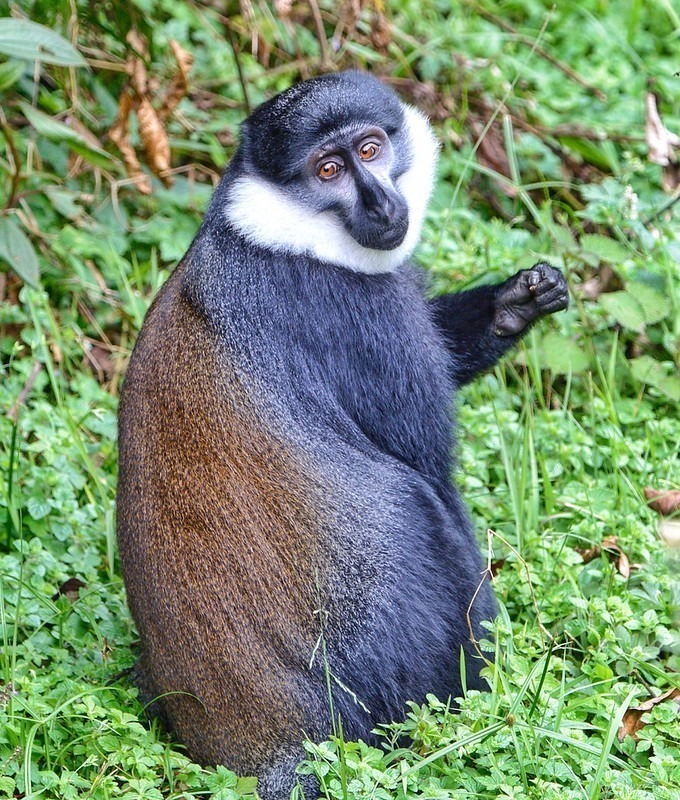 A Golden Monkey photographed in Volcanoes National Park