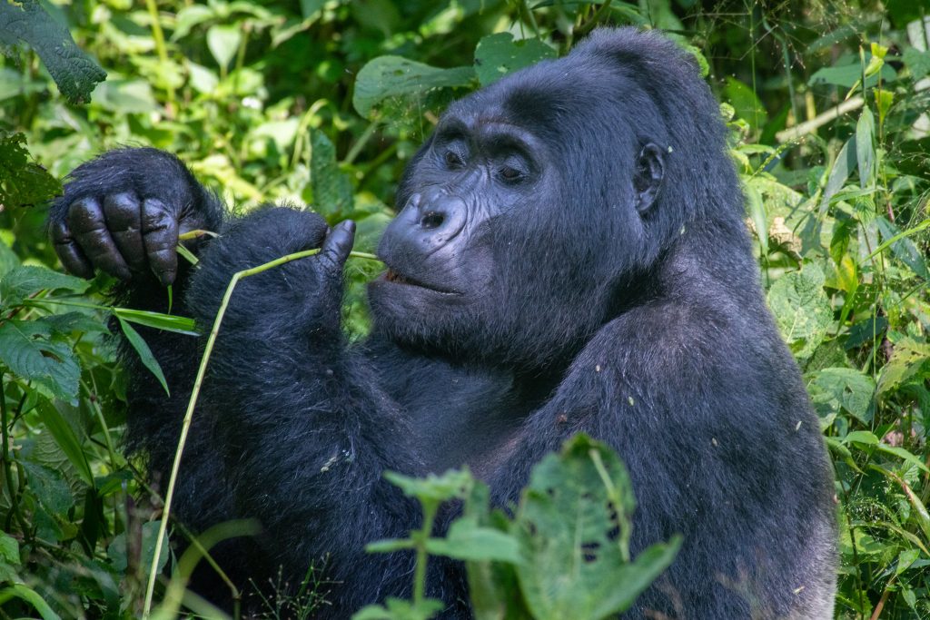 A gorilla in Buhoma eating leaves