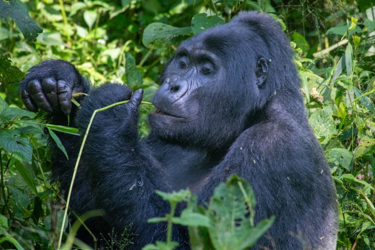A gorilla in Buhoma eating leaves