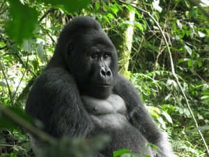 Gorilla relaxing under leaves - Bwindi National Park