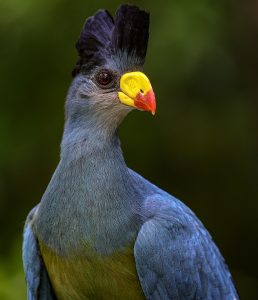 The Great Blue Turaco - bird watching in Uganda Bigodi Wetland Sanctuary.