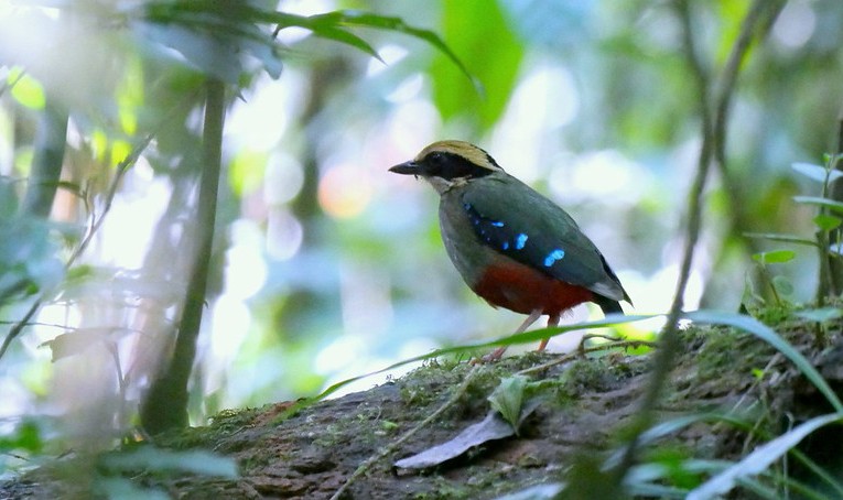 A Green Breasted Pita spotted in Kibale Forest -Uganda