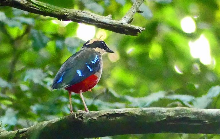 Green Breasted Pita seen in Kibale Forest -Uganda