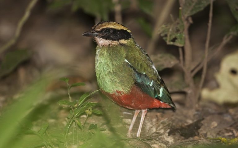 Green Breasted Pita in Kibale Forest -Uganda