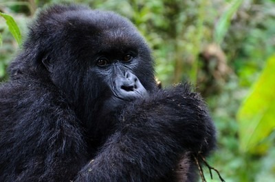 A Juvenile Gorilla photographed in Volcanoes National Park
