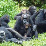 A family of chimpanzees in Kibale National Park - Chimpanzees