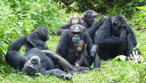 A family of chimpanzees in Kibale National Park - Chimpanzees