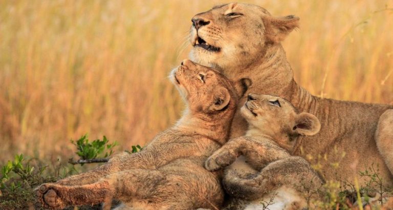 Lioness with cubs - Kidepo National Park