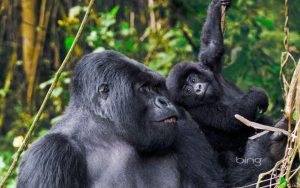 Gorillas at Mgahinga National Park