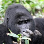 Mountain Gorilla Eating Leaves – Bwindi National Park
