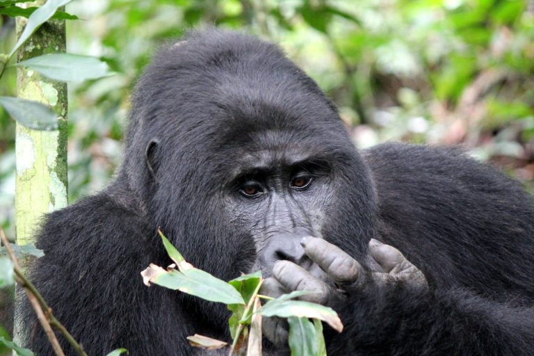 Mountain Gorilla Eating Leaves – Bwindi National Park