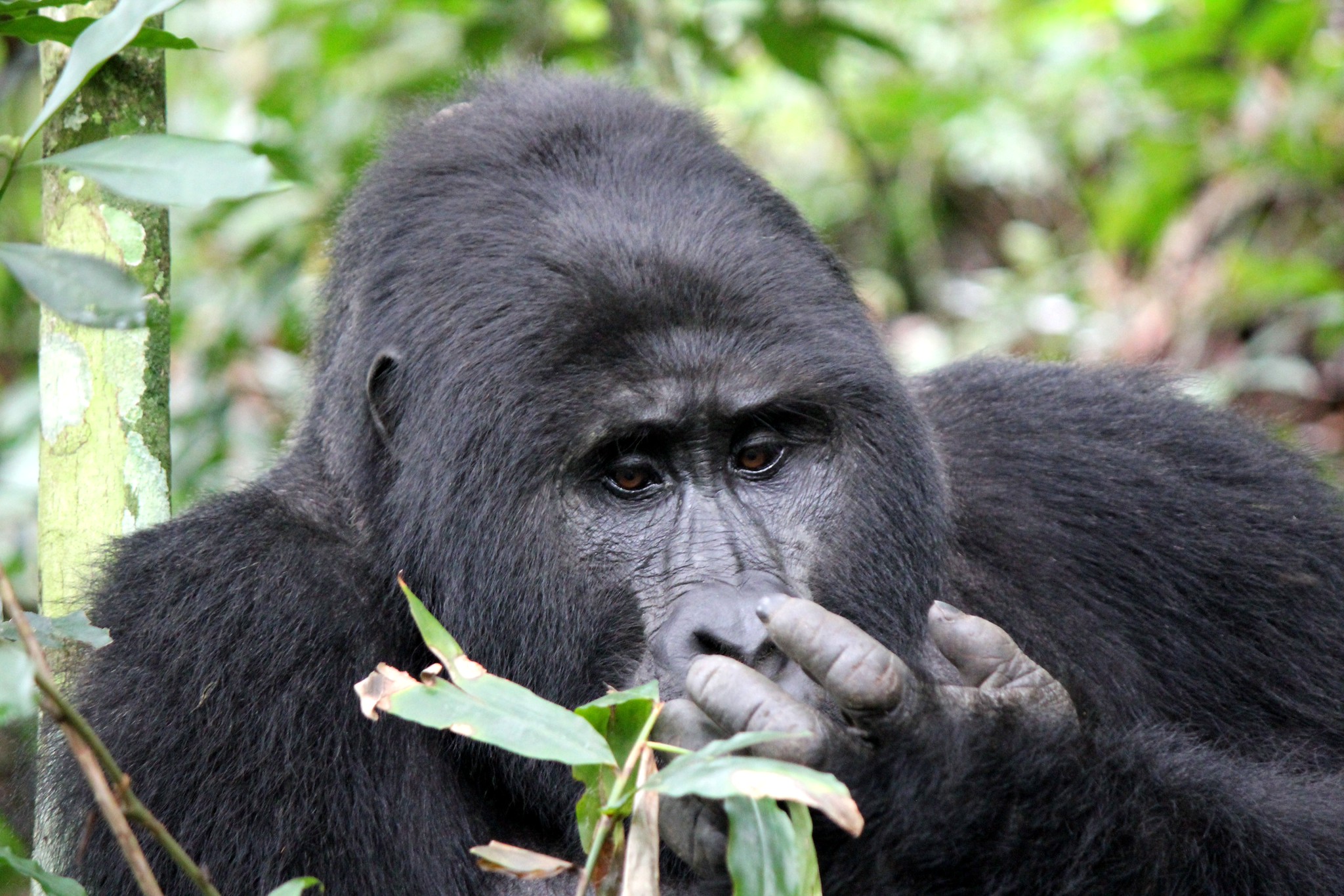 Mountain Gorilla Eating Leaves in Bwindi