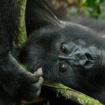 Mountain Gorilla Relaxing Among Tree Branches – Bwindi National Park