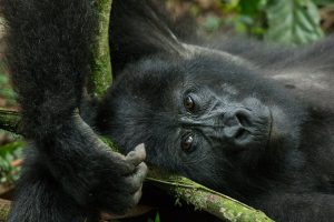 Mountain Gorilla Relaxing Among Tree Branches – Bwindi National Park