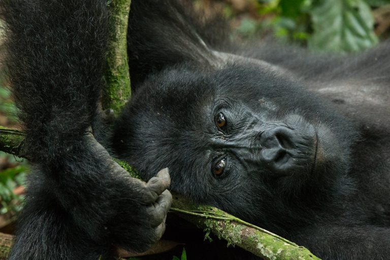 Mountain Gorilla Relaxing Among Tree Branches – Bwindi National Park