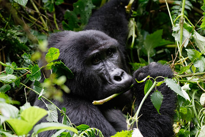 Mountain Gorilla at Rushaga Sector