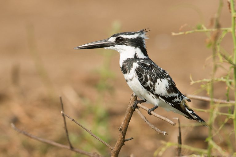 Pied Kingfisher - a common king fisher in Uganda