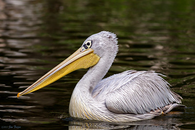 Pink-backed Pelican - Queen Elizabeth National Park