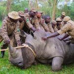 Reintroduction of rhinos to Kidepo
