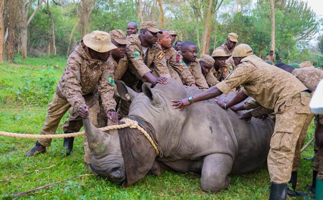 Reintroduction of rhinos to Kidepo