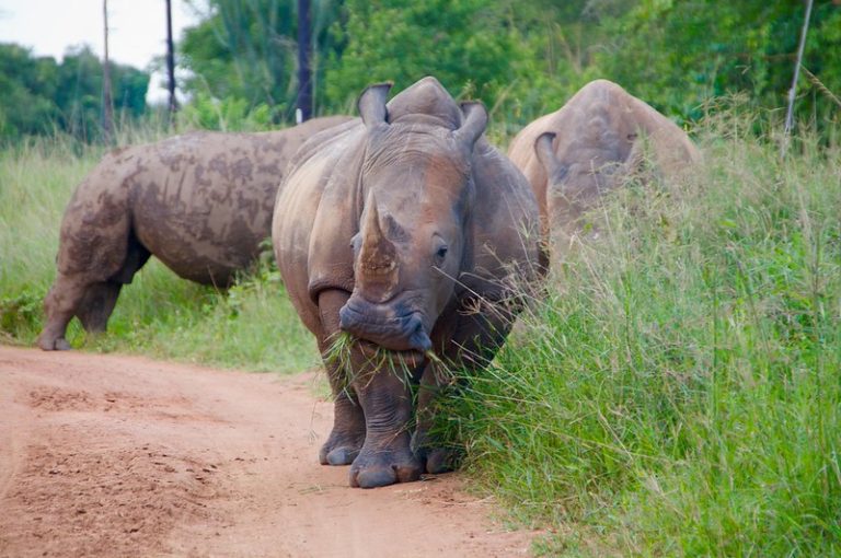 3 Rhinos roaming at Ziwa Rhino Sanctuary