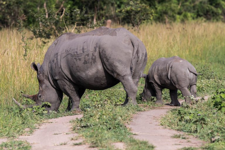 Rhino mum and cub At Ziwa Rhino Sanctuary