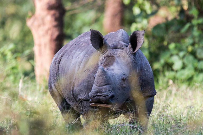 Handsome rhino at Ziwa Rhino Sanctuary