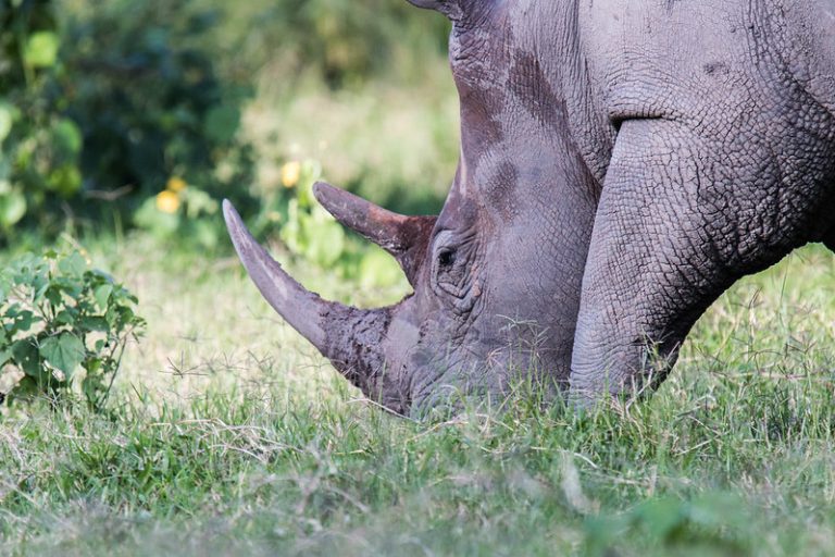 Rhino grazing at Ziwa Rhino Sanctuary