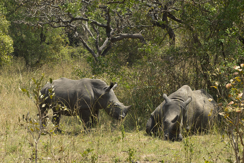 Rhinos Relaxing At Zziwa Rhino Ranch