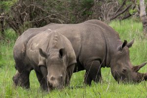 Two Large Rhinos at Ziwa Rhino Ranch