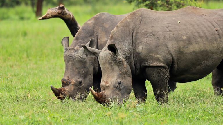 Two rhinos grazing at Ziwa Rhino Sanctuary