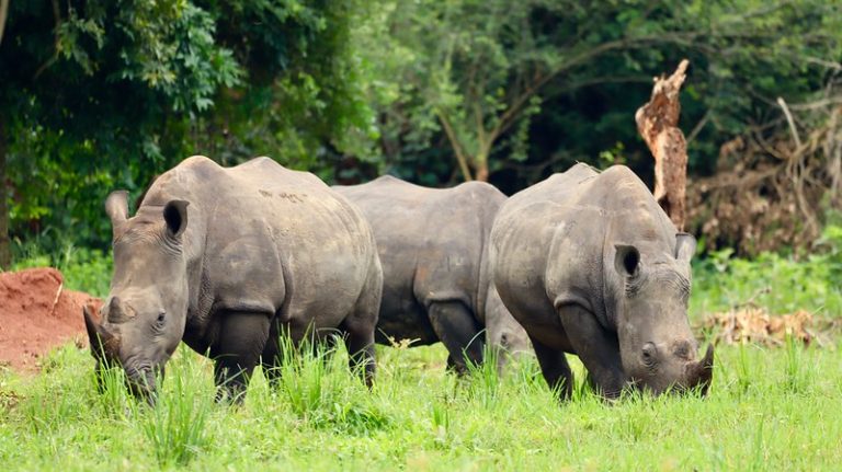 Rhinos at Ziwa Rhino Ranch