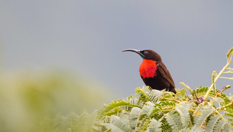 Scarlet-chested Sunbird - one of the sunbirds species found Uganda