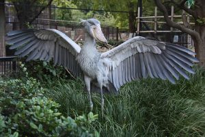 Shoebill in Murchison Falls National Park.