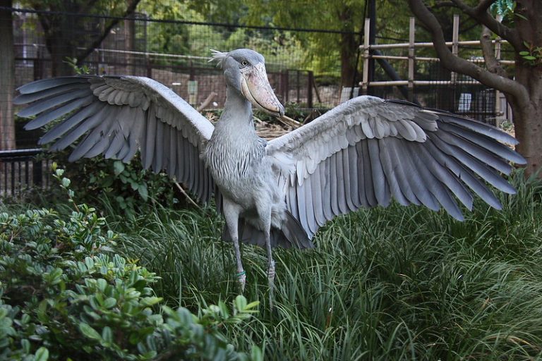 Shoebill in Murchison Falls National Park.