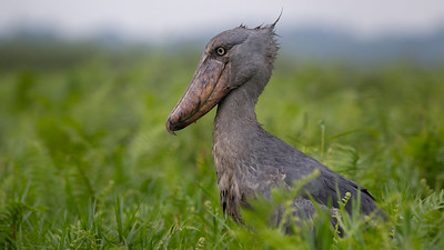 Shoebill Briding Mabanda Swamp