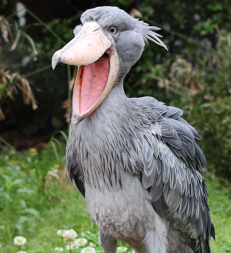 Shoebill Stock sighted in Bwindi Forest Uganda in Mabamba Swamp