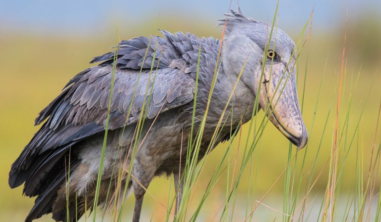 Shoebill spotted and photographed in Mabamba Swamp