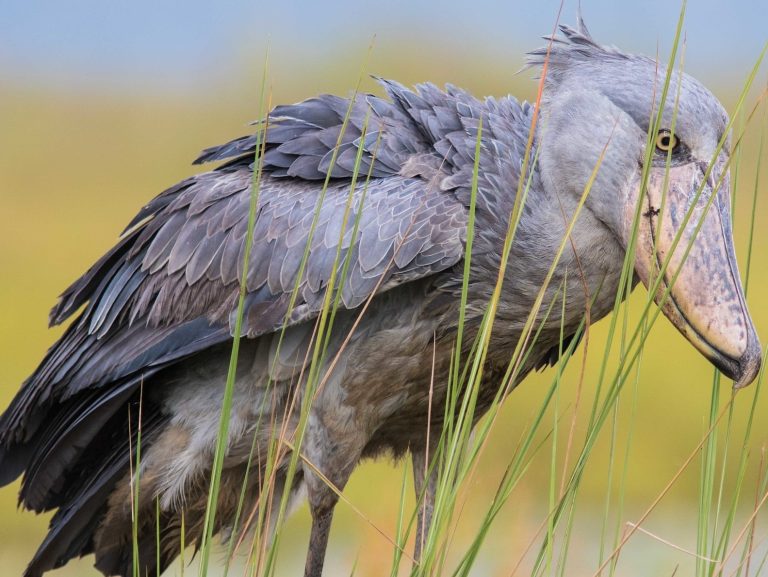 The elusive shoebill at Mabamba swamp