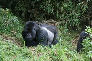 Silverback Gorilla having a nap-Volcanoes National Park